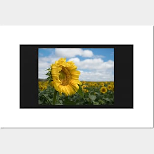 The Sunflower Field Posters and Art